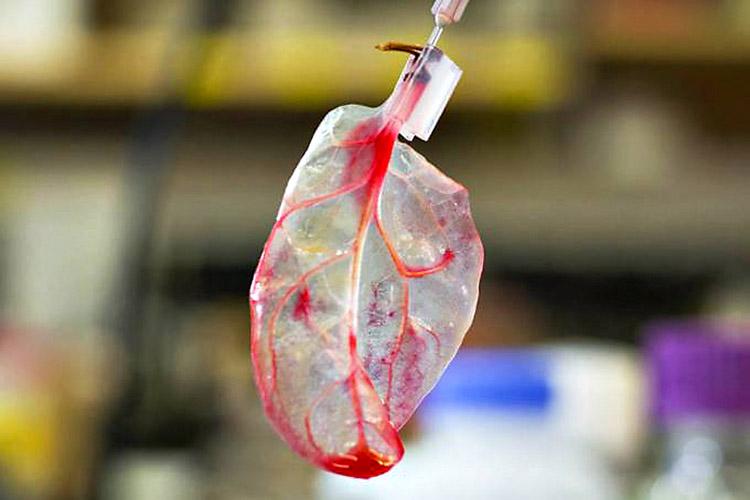 Tecido cardíaco feito com folhas de espinafre: sim, você não leu errado! 