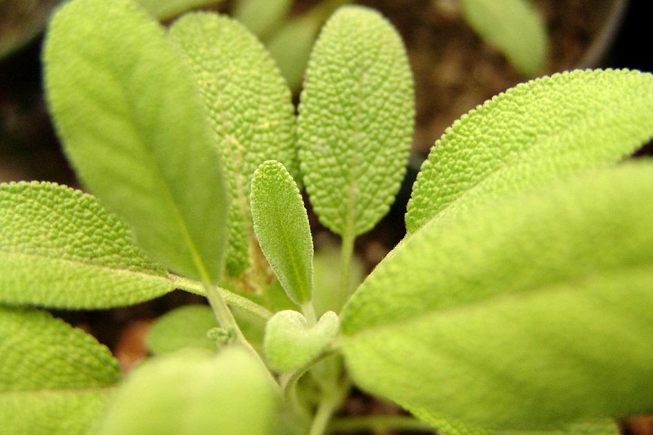 Sálvia: conheça os benefícios dessa planta poderosa 