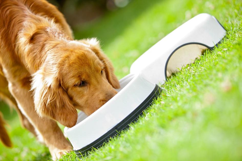 Alimentos proibidos para cães: você sabe quais são? 