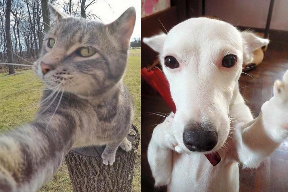 18 selfies fofas de animais que prometem deixar seu dia muito melhor 