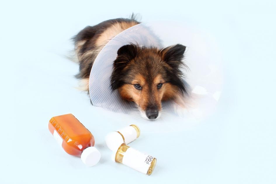 Quedas, atropelamentos e intoxicação alimentar: descubra o que você pode fazer para amenizar os sintomas do seu animal antes de levá-lo ao veterinário!