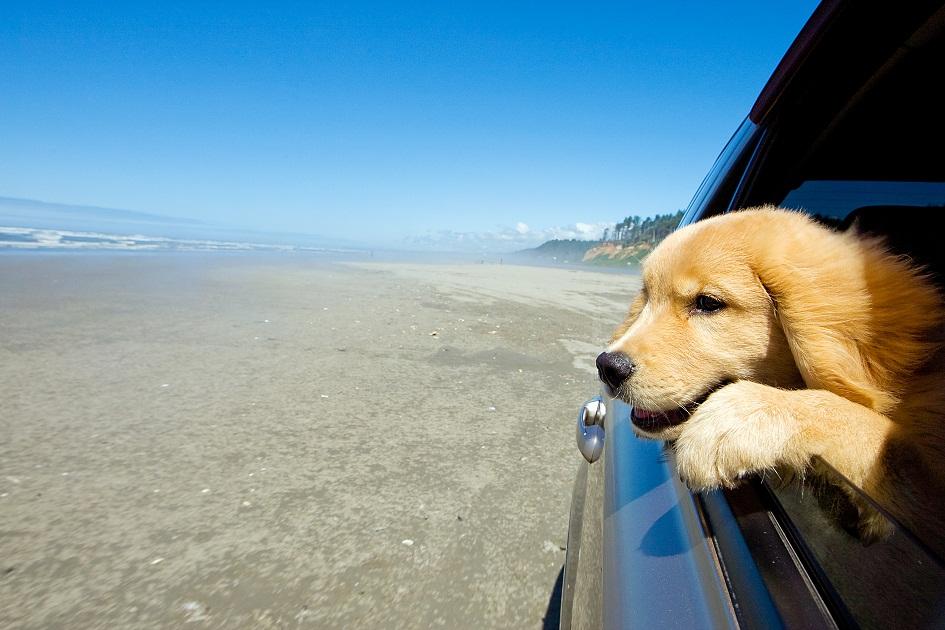 Seu cão passa mal durante passeios de carro? Descubra o que fazer para evitar essa situação! 