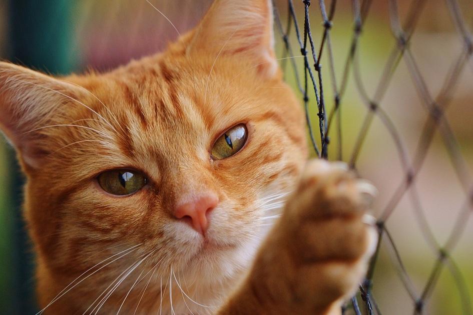 Os gatos estão entre os animais de estimação preferidos em todo o mundo. você já teve sonhos com um? Saiba que eles podem ter muitos significados!