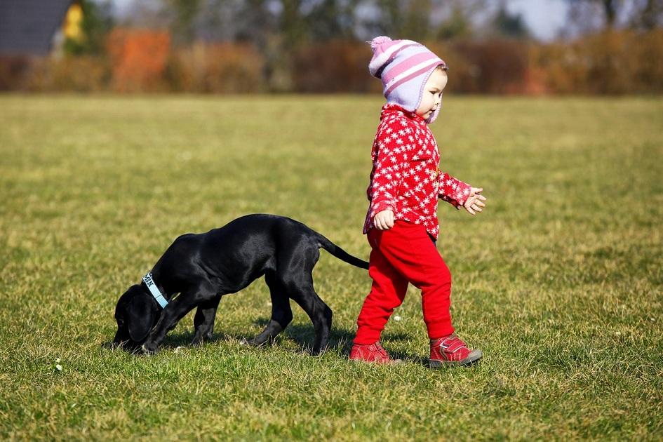 Ter filhos ou um cachorro? A pergunta do século 21 
