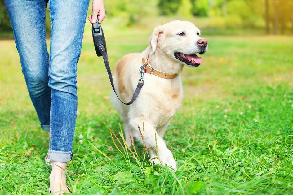 Adestrar cachorros: mitos e verdades sobre as técnicas 