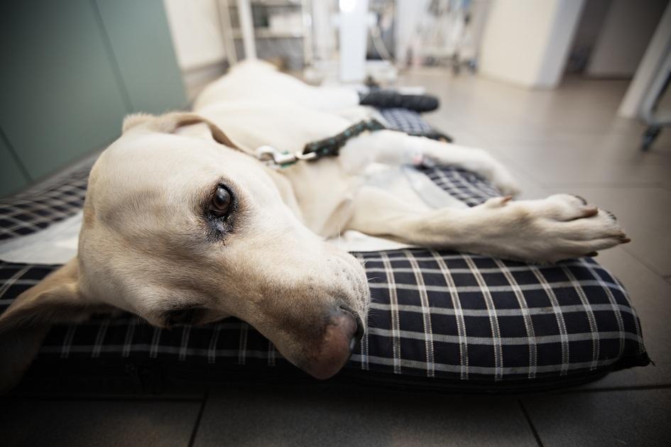 Caso seu cão sofra com convulsões, isso pode ser devido a fatores emocionais ou doenças como epilepsia. Porém, existem tratamentos que controlam os ataques.
