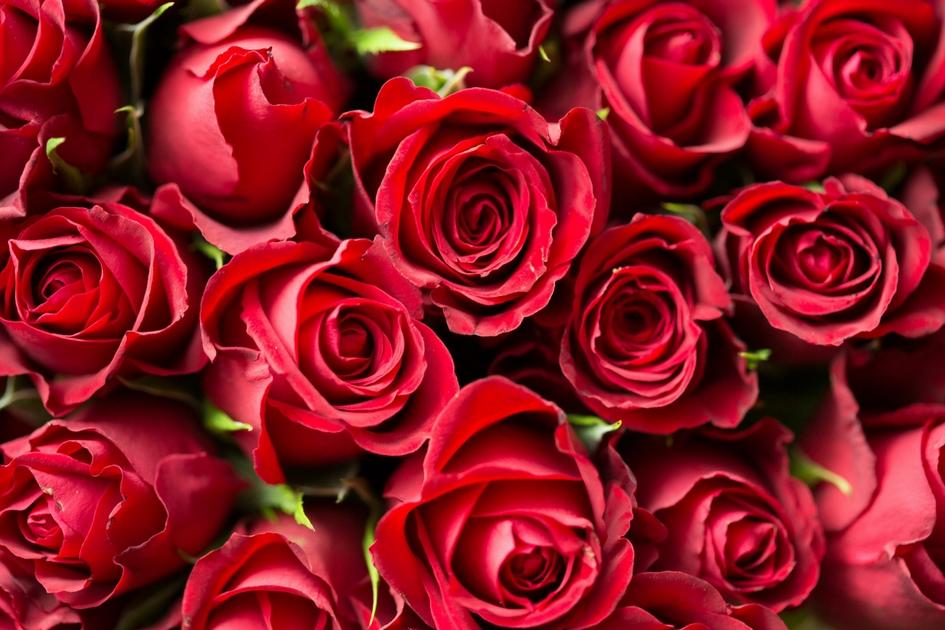 Rosas: simpatias poderosas com essas flores 