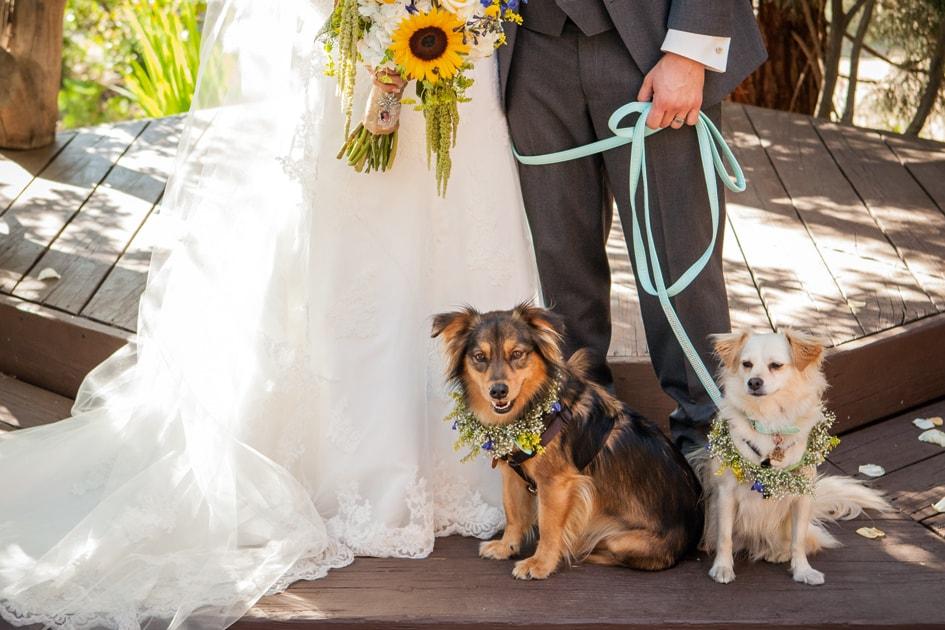 Casamento com animais: seu pet pode participar da cerimônia! 