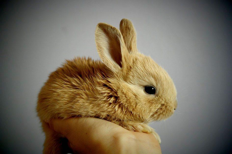 Pet diferente: 10 curiosidades sobre coelhos 