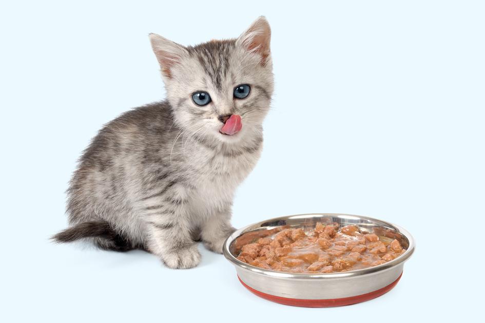 Dar comida em pasta para gatos, além da ração, faz mal? 
