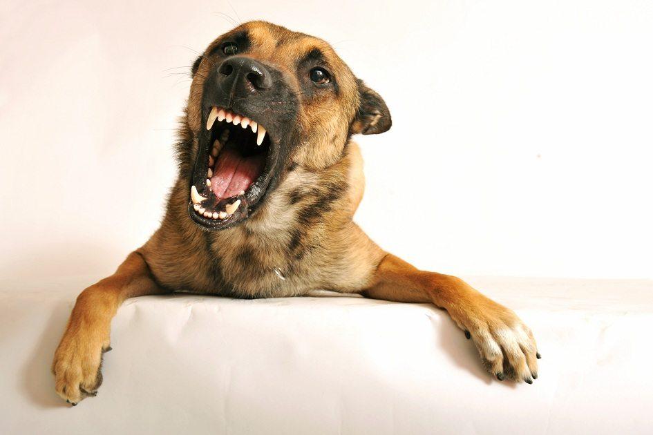 Cachorro bravo: dicas para mudar o comportamento do seu animal 