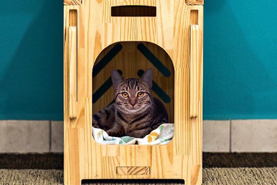 Decoração para animais: como adaptar seu lar para o seu gatinho! 