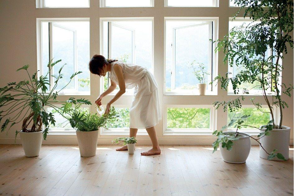 Plantas dentro de casa: saiba quais espécies são mais adequadas e como utilizá-las 