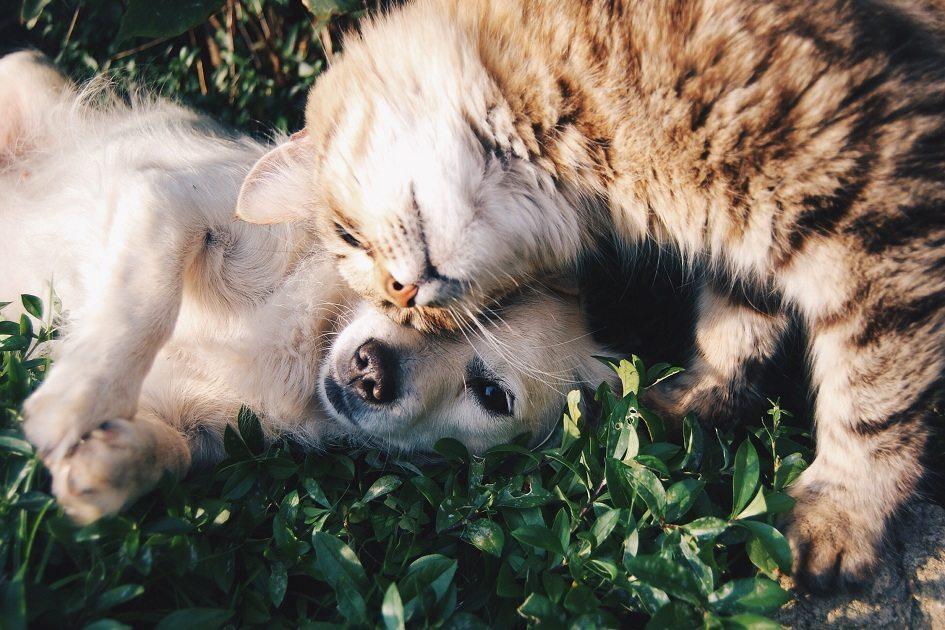 Mitos e verdades sobre a velhice de cães e gatos 