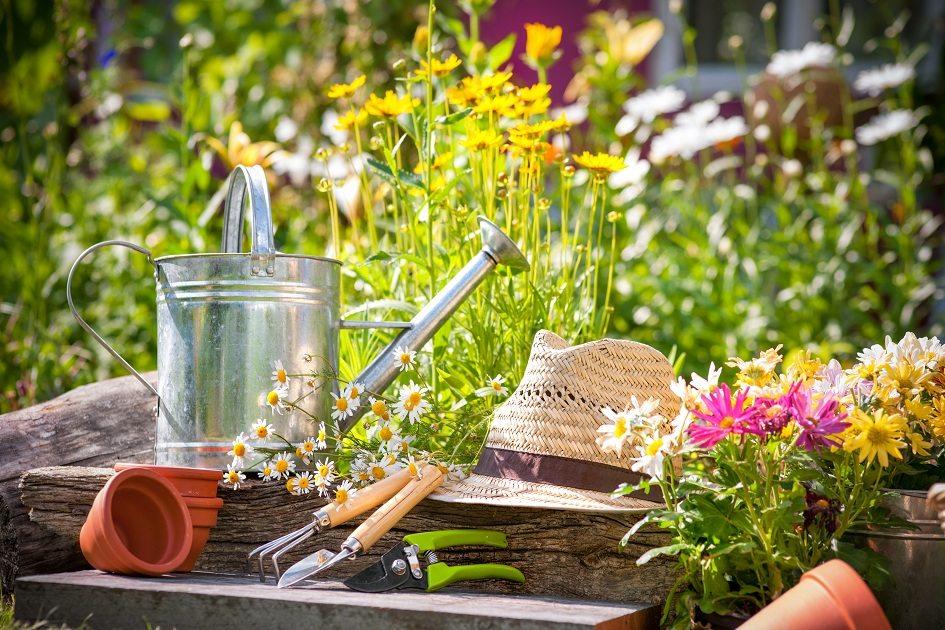 13 dicas práticas para ter um jardim sempre bonito e saudável 