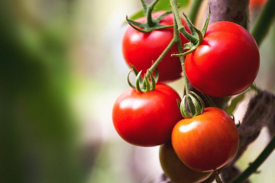 Confira 3 receitas com tomate e torne seu cardápio mais saudável! 