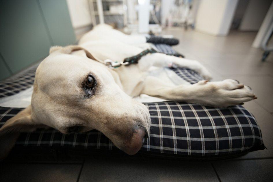 Saiba tudo sobre convulsões em cães e se prepare caso elas venham a acontecer 