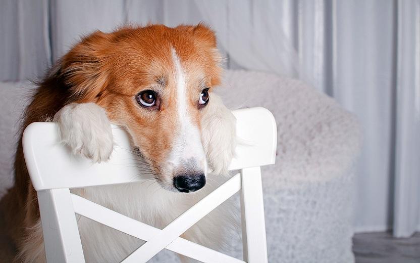 Depressão em pets: saiba quais são as causas, os sintomas e tratamentos 