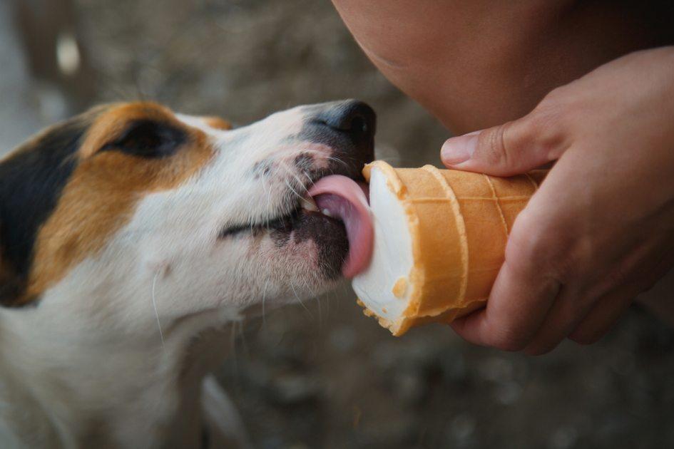 Alimentos para cães: o que não dar para seu pet 