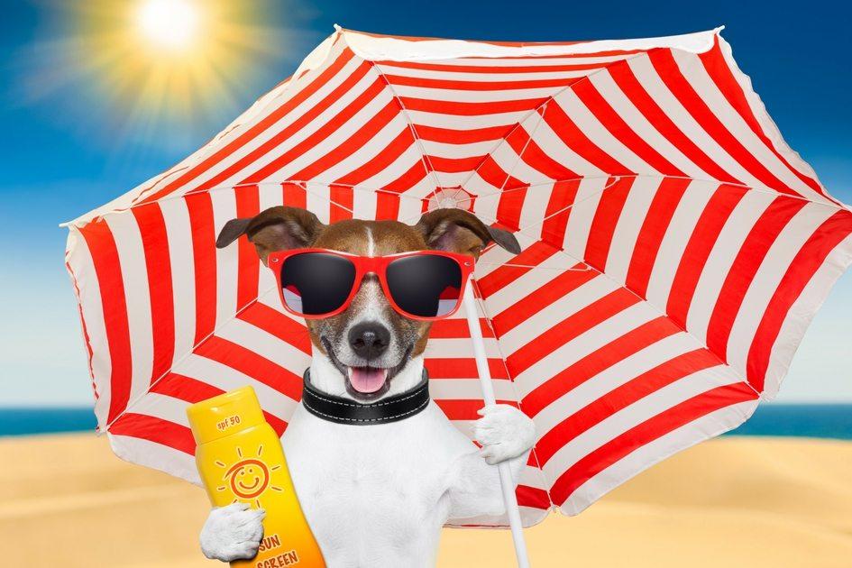 A tosa animal realmente ameniza os problemas de calor durante a temporada quente? Descubra quais os cuidados tomar para manter seu cão bonito e saudável
