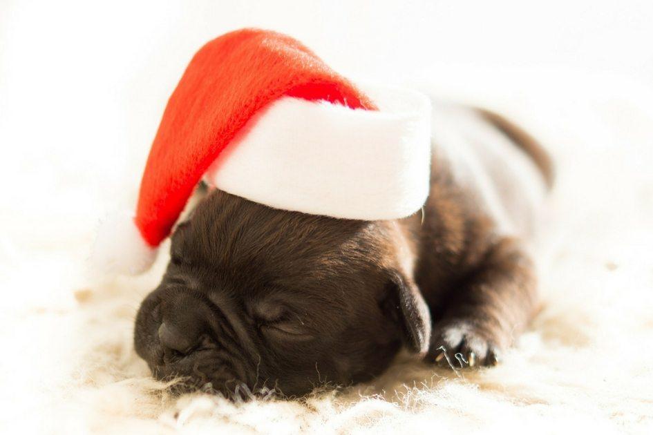 9 tweets que provam que nem todos os cachorros entenderam o espírito do natal 