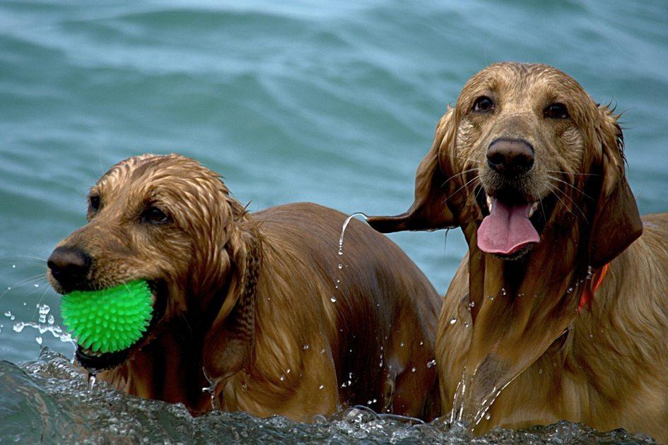 Qual a frequência de banho nos cães? 