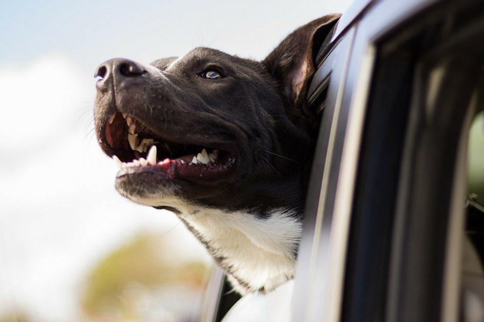 Qual a melhor forma de levar o cão para passear de carro? 