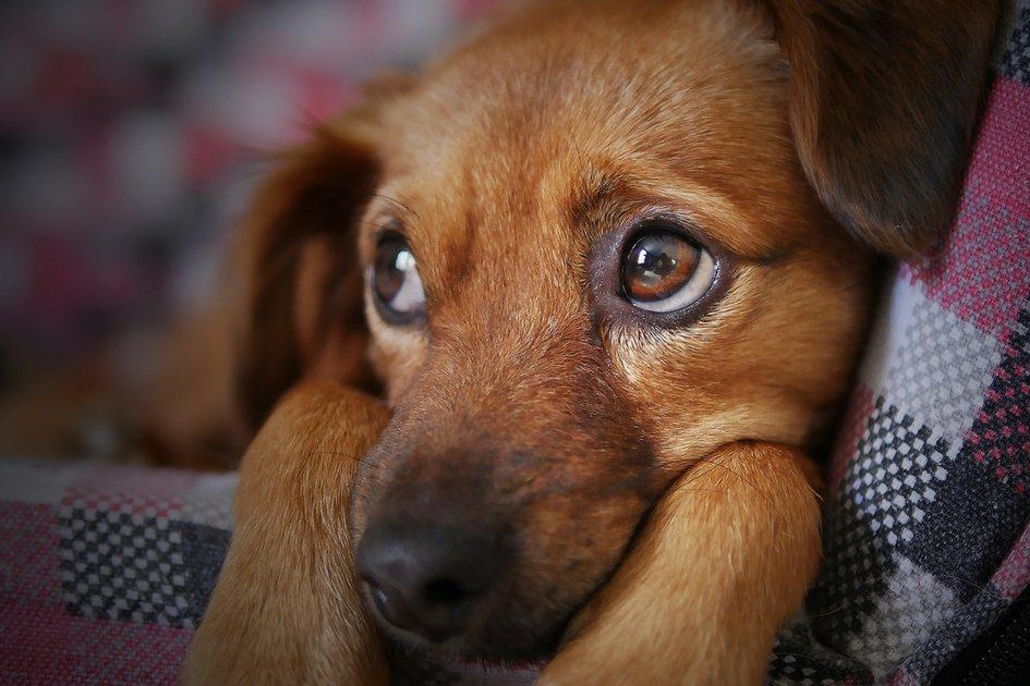 9 sinais de que seu cão pode estar doente 