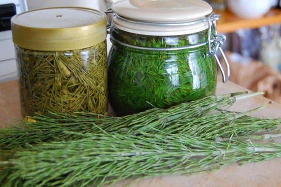 Chá 7 ervas: conheça o mix de plantas que fará você perder peso 