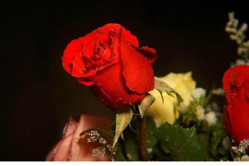 Rosas: simpatias de amor, saúde e sucesso financeiro! 