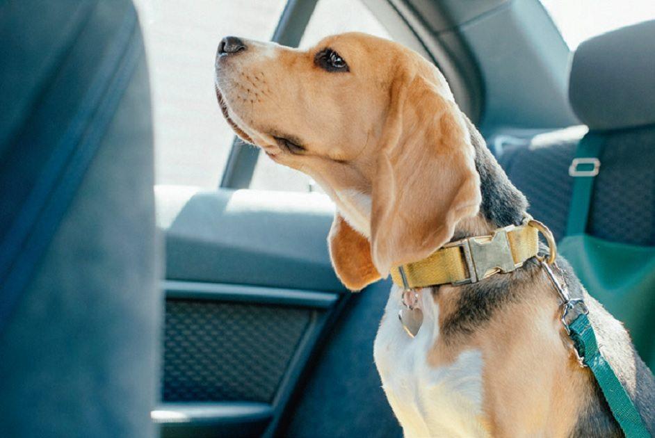Como levar o cachorro no carro em segurança? 