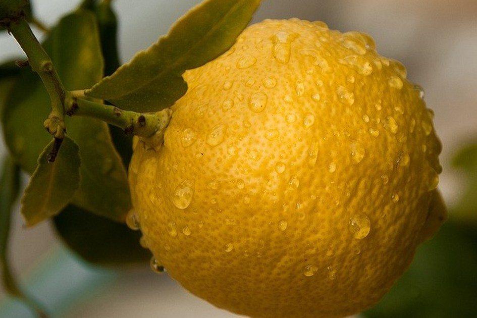 Benefícios do limão: saiba como esta fruta auxilia na dieta! 