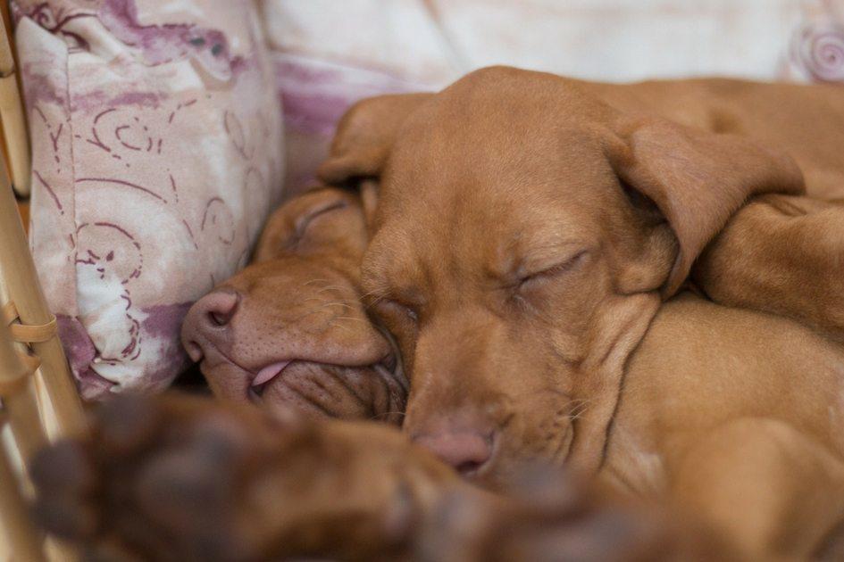 As veterinárias Larissa Peisino e Vanessa Lopes apontam as principais características da raça de alguns cachorros. Descubra qual combina com você!