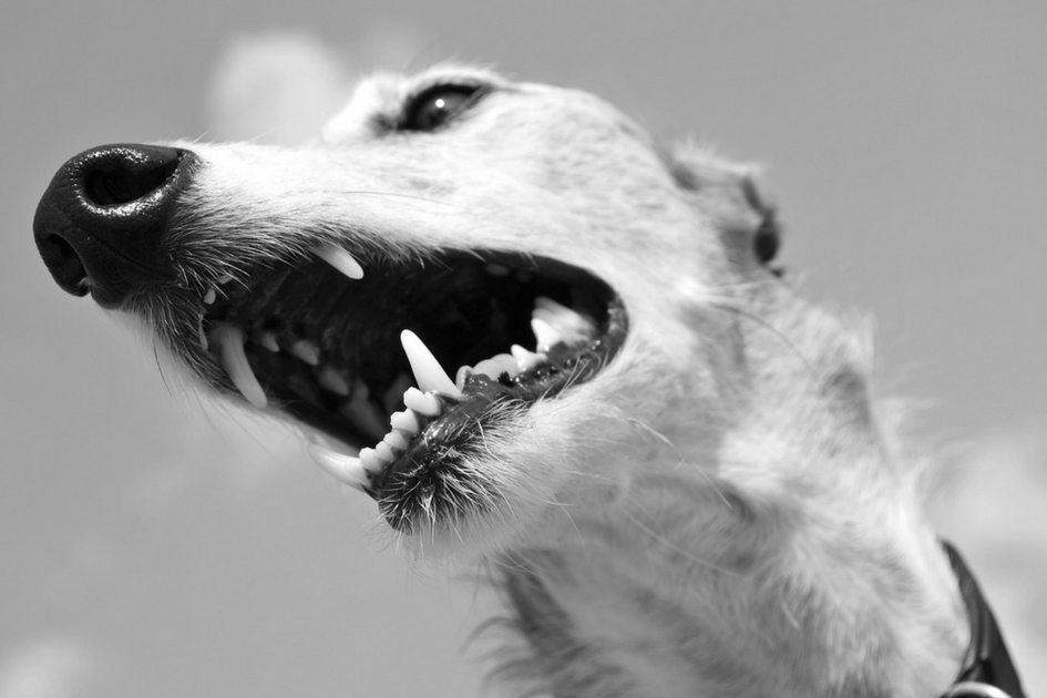 Cães bravos podem ser adestrados com terapias alternativas 