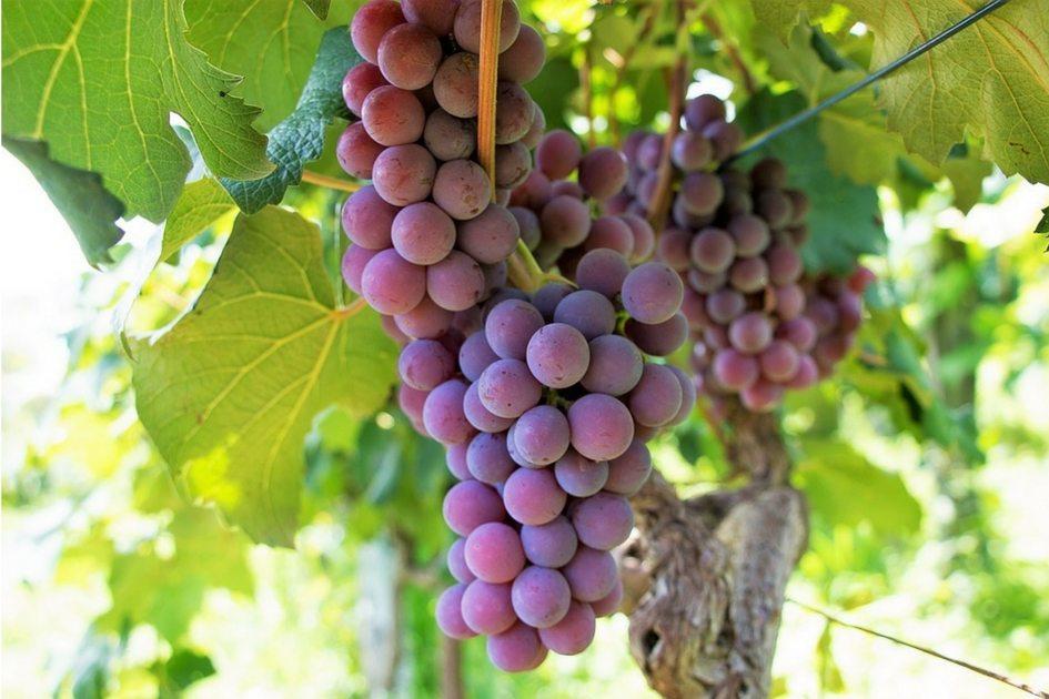 5 poderosas simpatias com uvas 