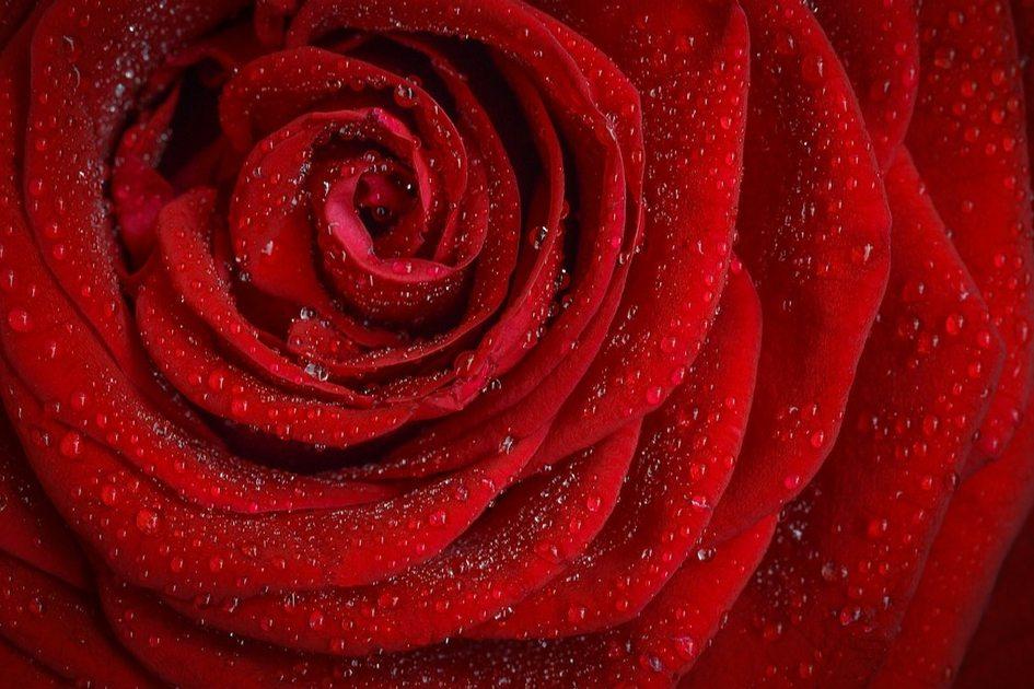 A flor da paixão e da intensidade: confira simpatias com rosas! 