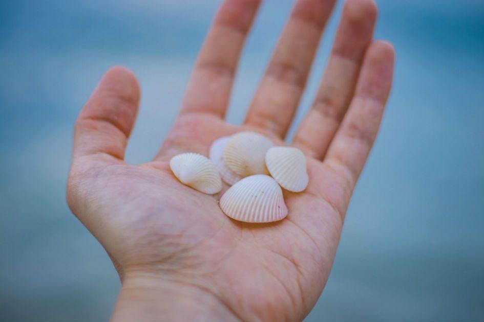 Aprenda simpatias com concha do mar para garantir boas energias na vida! 