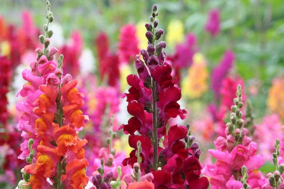 Flor resistente ao frio: confira as espécies ideais para o outono-inverno 