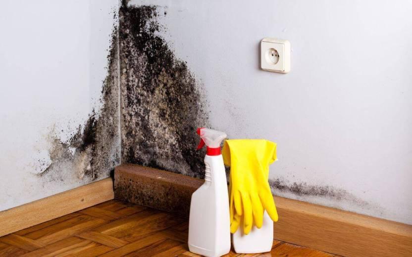 5 soluções caseiras para eliminar o mofo na parede 