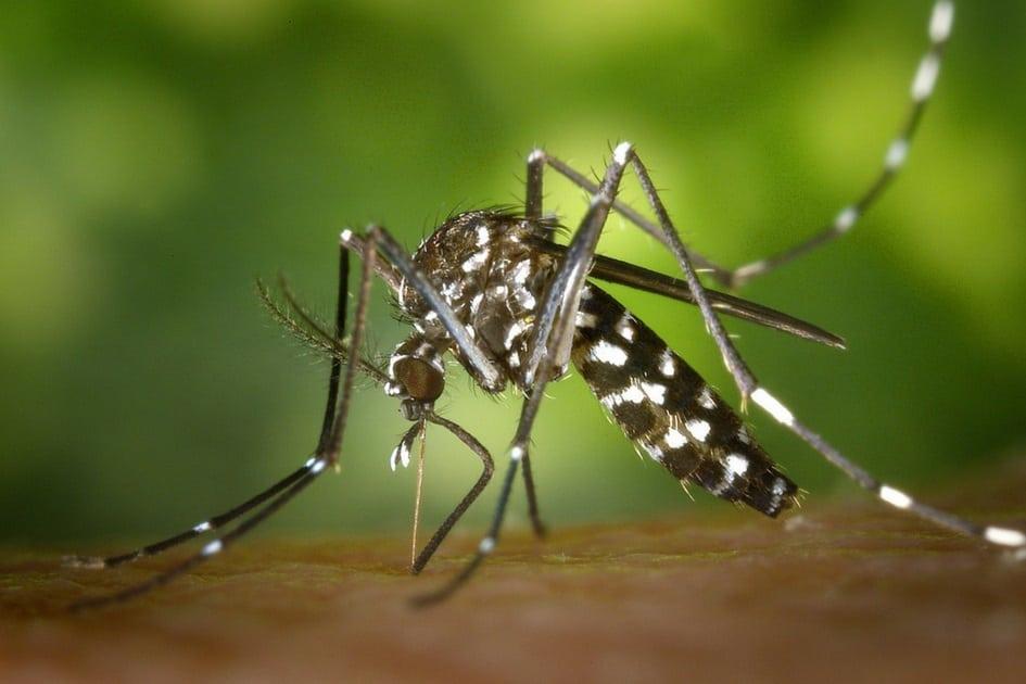 Quais os cuidados com o Zika Vírus na gravidez? 