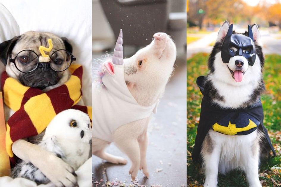 25 ideias de fantasias de Halloween para o seu pet! 
