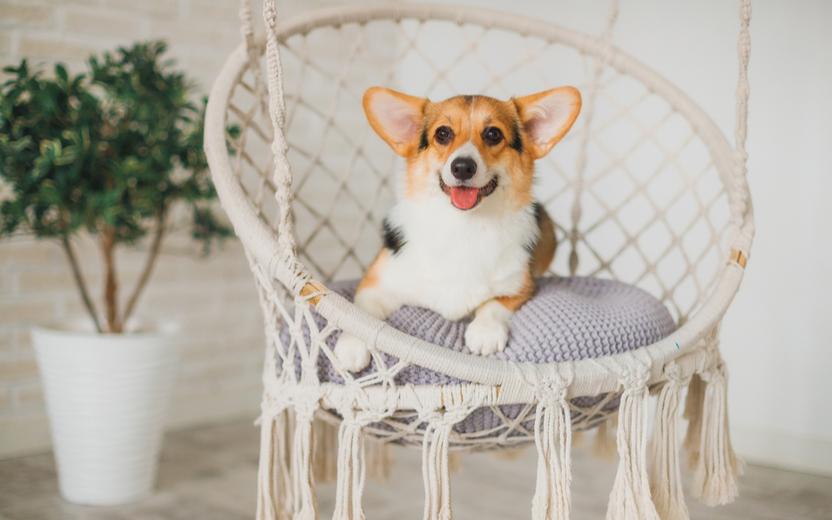 Pets e decoração: saiba como adaptar a casa para o conforto dos animais 