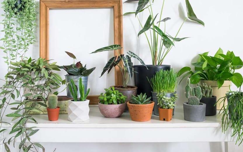 11 plantas que purificam o ar e melhoram o clima de cada ambiente 