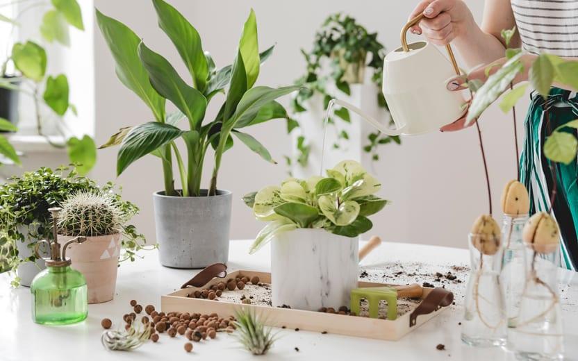 11 plantas que são fáceis de cuidar e cultivar dentro de casa 