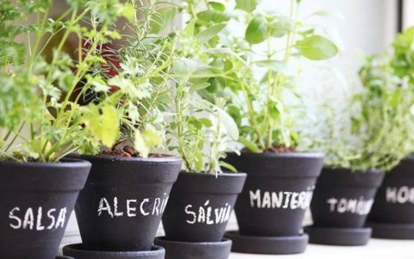 Está pensando em começar a criar sua própria horta medicinal? Saiba quais são as plantas que você não pode deixar de fora do cultivo