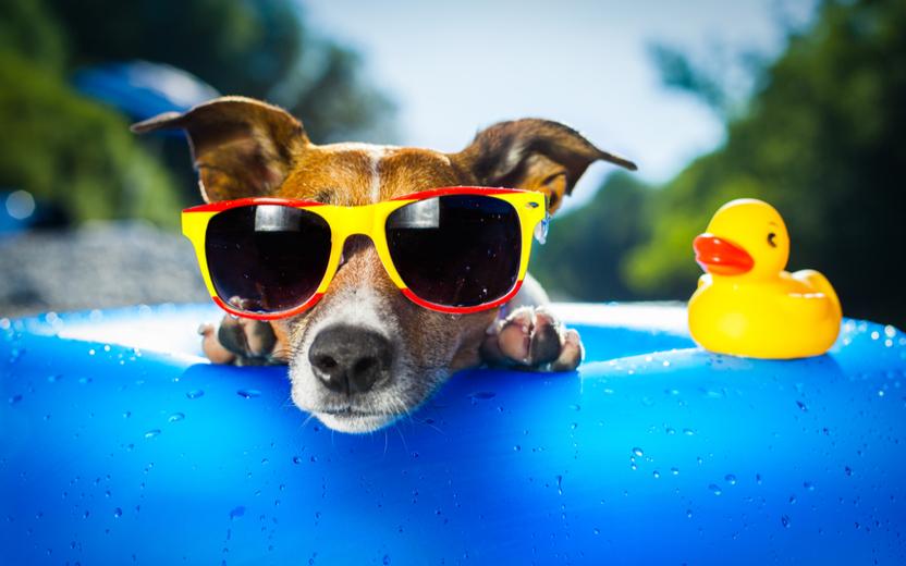 Existem alguns cuidados necessários para manter a saúde e o bem-estar dos pets nos dias quentes. Saiba como aliviar o calor do seu cachorro!