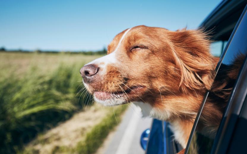 Animais no carro: 6 dicas para cuidar dos cães e gatos durante as viagens 