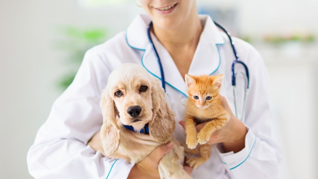 Março Amarelo: mês pede atenção para doenças renais em pets