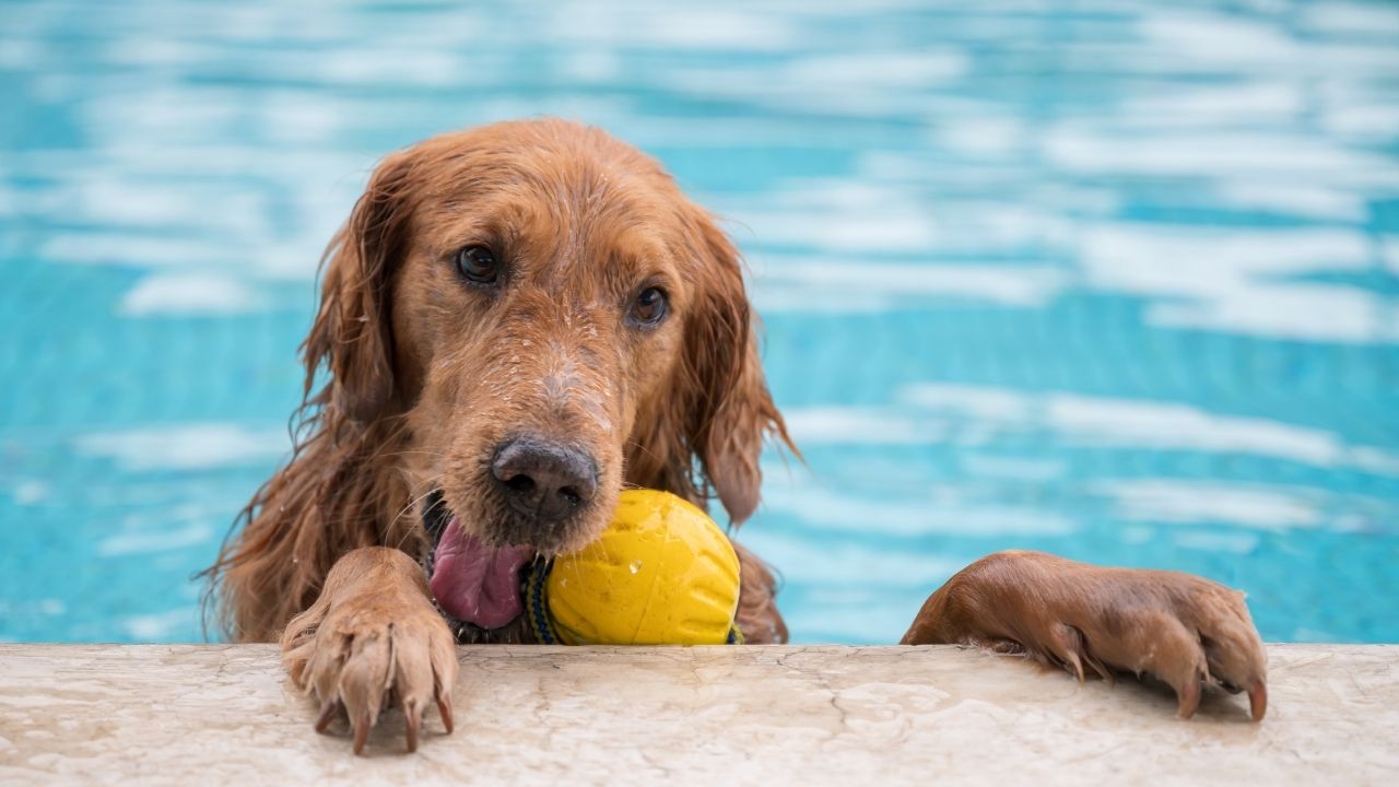 Otite canina: praia e piscina podem intensificar o problema