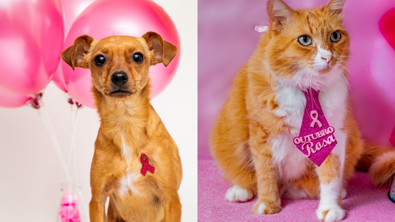 Outubro Rosa: pets também sofrem de câncer de mama
